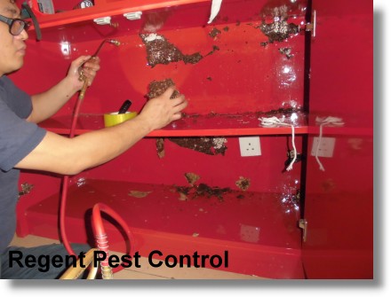 Pest Control in Office Pest Control – Flea 滅蟲 - 滅蚤
